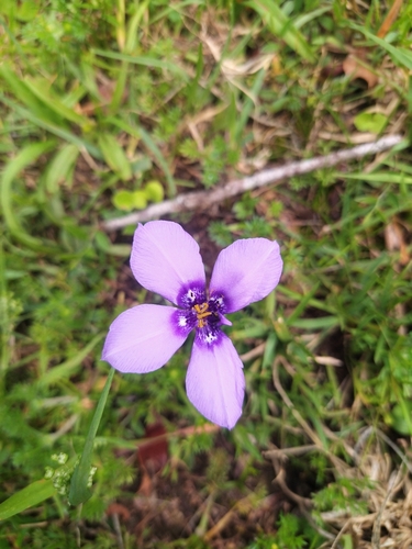 Herbertia lahue (Prairie Nymph)