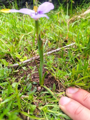 Herbertia lahue (Prairie Nymph) (alternate view 2)