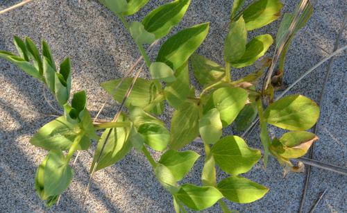 Lathyrus japonicus (seaside pea) (alternate view 6)