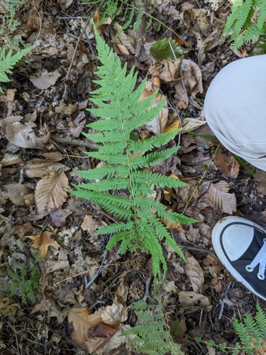 Amauropelta noveboracensis (New York fern)