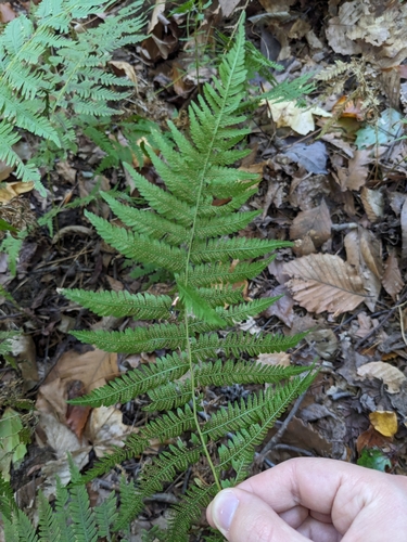 Amauropelta noveboracensis (New York fern)