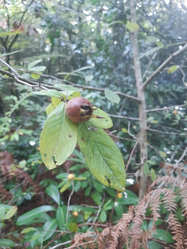 Crataegus germanica (Medlar)