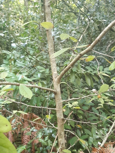 Crataegus germanica (Medlar)