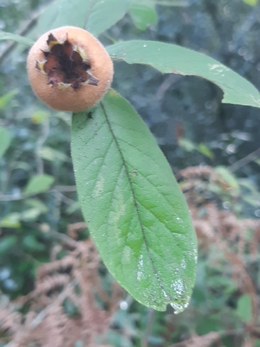 Crataegus germanica (Medlar)