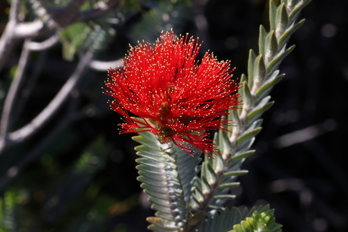 Melaleuca velutina (alternate view 6)