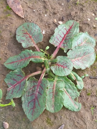Rumex sanguineus (Wood Dock)
