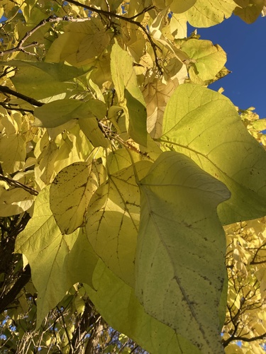 Catalpa speciosa (Northern Catalpa) (alternate view 5)