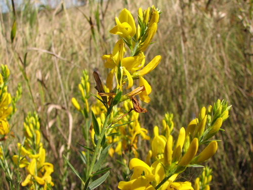 Genista tinctoria (Dyer's Greenweed)