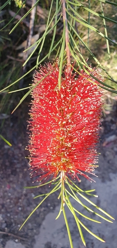 Melaleuca linearis (Narrow-leaved Bottlebrush) (alternate view 3)