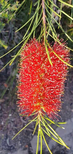 Melaleuca linearis (Narrow-leaved Bottlebrush) (alternate view 4)