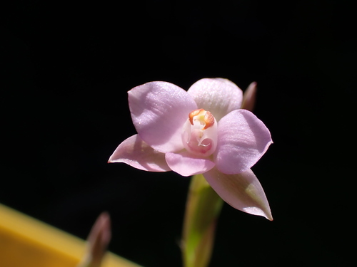 Thelymitra (Sun Orchids) (alternate view 3)