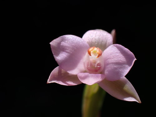 Thelymitra (Sun Orchids) (alternate view 4)