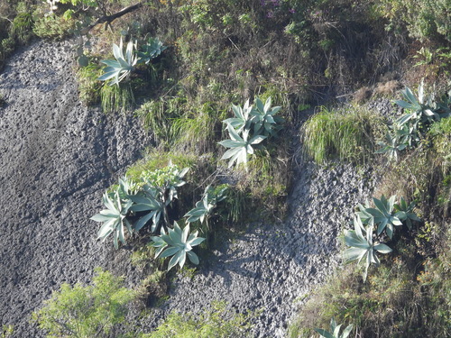 Agave attenuata (Fox Tail Agave)