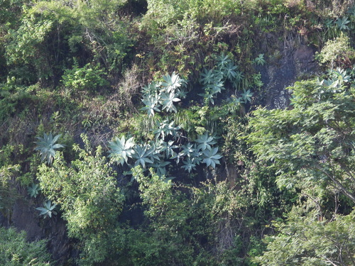 Agave attenuata (Fox Tail Agave)
