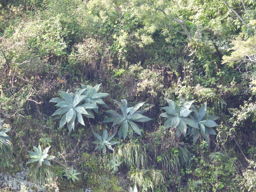 Agave attenuata (Fox Tail Agave)