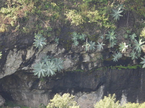 Agave attenuata (Fox Tail Agave)