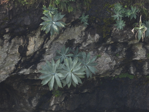 Agave attenuata (Fox Tail Agave)