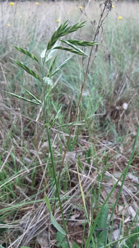 Bromus catharticus (Rescue Brome) (alternate view 9)