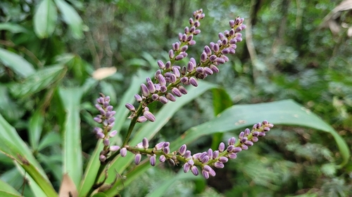Cordyline stricta (Slender Palm Lily) (alternate view 6)