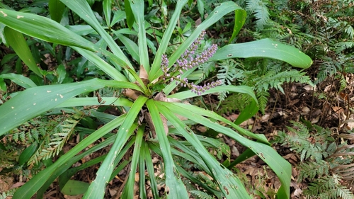 Cordyline stricta (Slender Palm Lily) (alternate view 7)