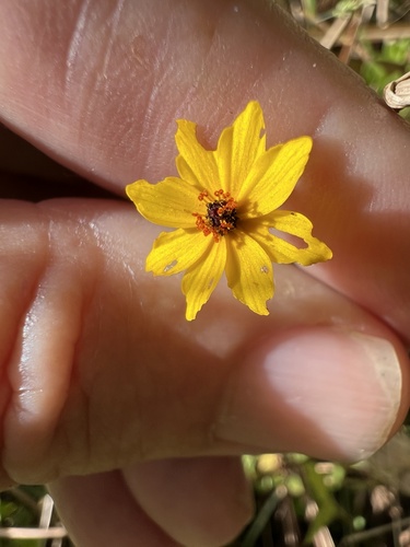 Coreopsis leavenworthii (Leavenworth's Tickseed) (alternate view 11)