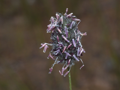 Neurachne alopecuroidea (foxtail mulga grass) (alternate view 3)