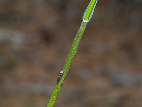 Neurachne alopecuroidea (foxtail mulga grass) (alternate view 4)