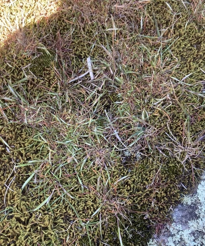 Aira praecox (early hair grass)