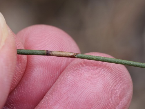 Hypolaena fastigiata (Tassel Rope-rush) (alternate view 5)