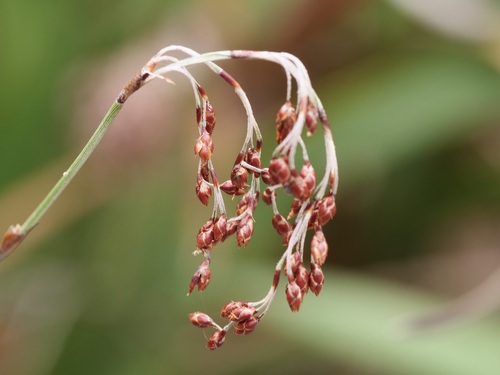 Hypolaena fastigiata (Tassel Rope-rush) (alternate view 4)