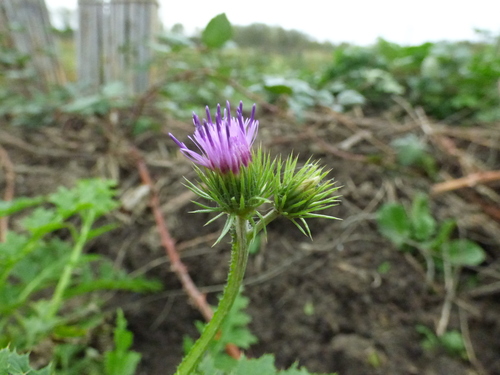 Carduus crispus (Welted Thistle)