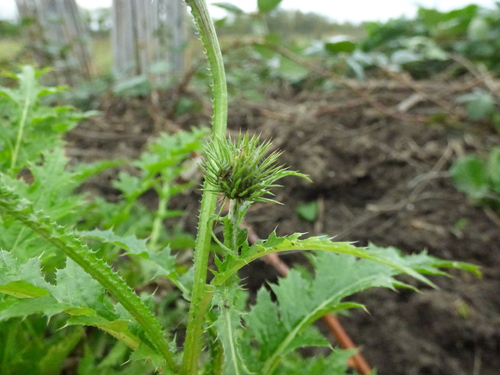 Carduus crispus (Welted Thistle)