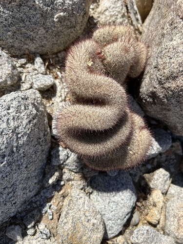 Cochemiea dioica (Peninsular fishhook cactus)