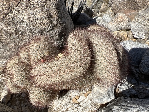 Cochemiea dioica (Peninsular fishhook cactus) (alternate view 2)