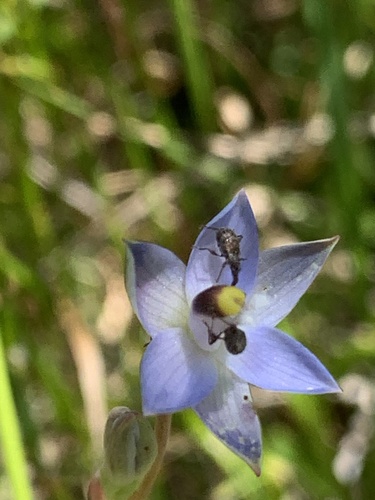 Thelymitra peniculata (trim sun orchid) (alternate view 2)