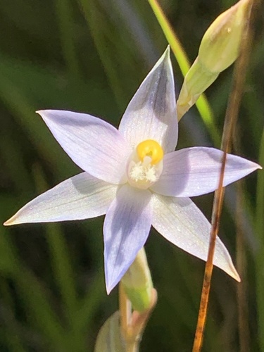Thelymitra peniculata (trim sun orchid) (alternate view 3)