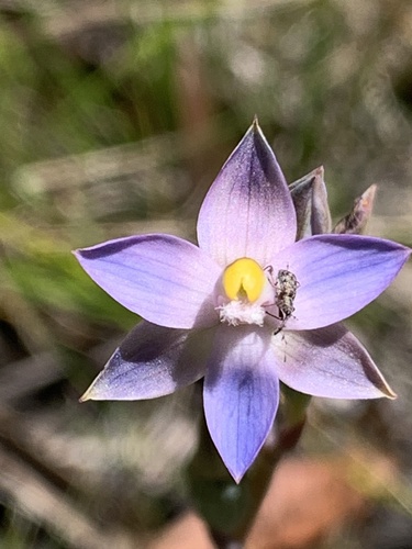 Thelymitra peniculata (trim sun orchid) (alternate view 4)