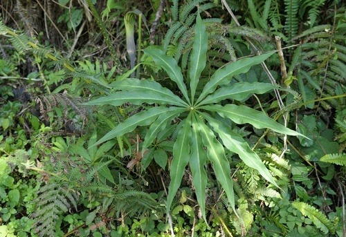 Arisaema consanguineum (Cobra Lily)