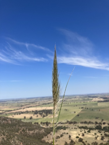 Austrostipa (alternate view 4)