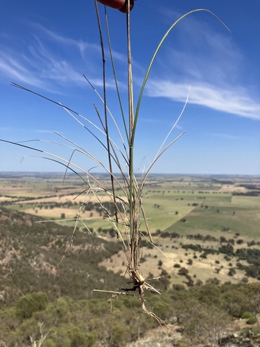 Austrostipa (alternate view 5)