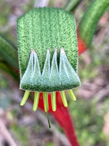 Anigozanthos manglesii (Red and Green Kangaroo Paw)