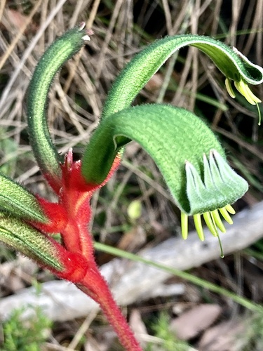 Anigozanthos manglesii (Red and Green Kangaroo Paw) (alternate view 2)