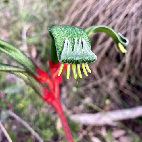 Anigozanthos manglesii (Red and Green Kangaroo Paw) (alternate view 3)