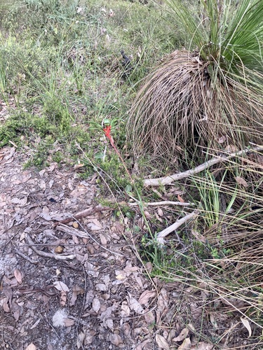 Anigozanthos manglesii (Red and Green Kangaroo Paw) (alternate view 4)