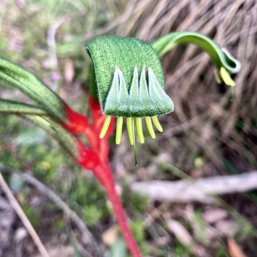 Anigozanthos manglesii (Red and Green Kangaroo Paw) (alternate view 5)