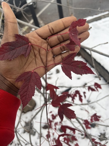 Acer ginnala (Amur Maple) (alternate view 9)