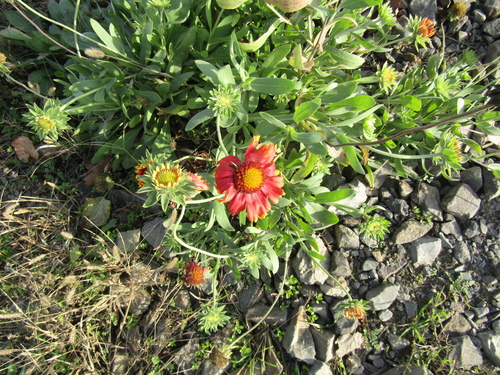 Gaillardia × grandiflora (Hybrid Blanketflower) (alternate view 3)