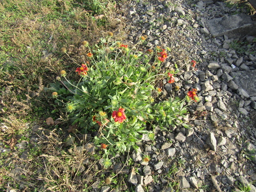 Gaillardia × grandiflora (Hybrid Blanketflower) (alternate view 4)
