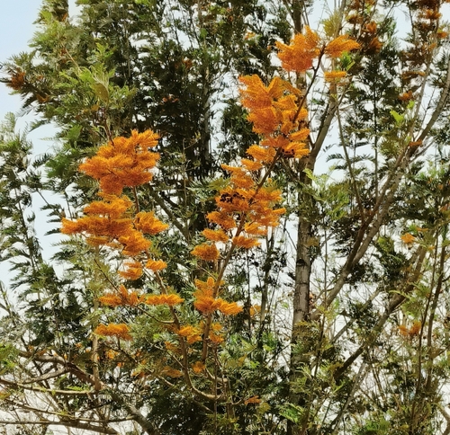 Grevillea robusta (silk oak) (alternate view 5)