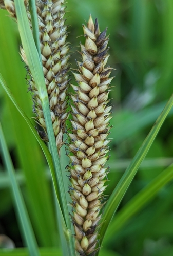 Carex riparia (greater pond sedge)